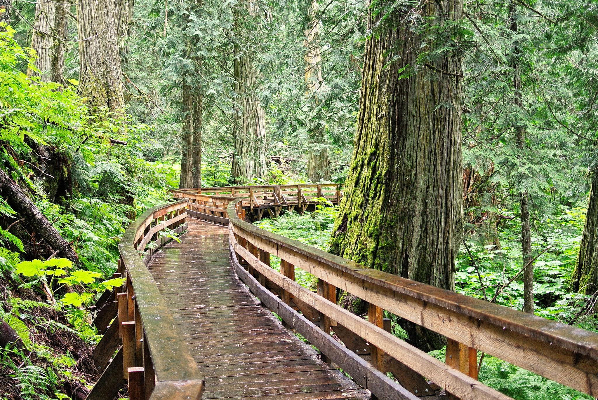 Boardwalk in Ancient Forest / Chun T’oh Whudujut Provincial Park