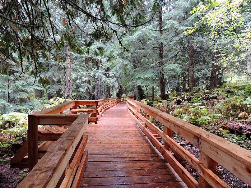 A boardwalk junction among old-growth trees in Ancient Forest / Chun T’oh Whudujut