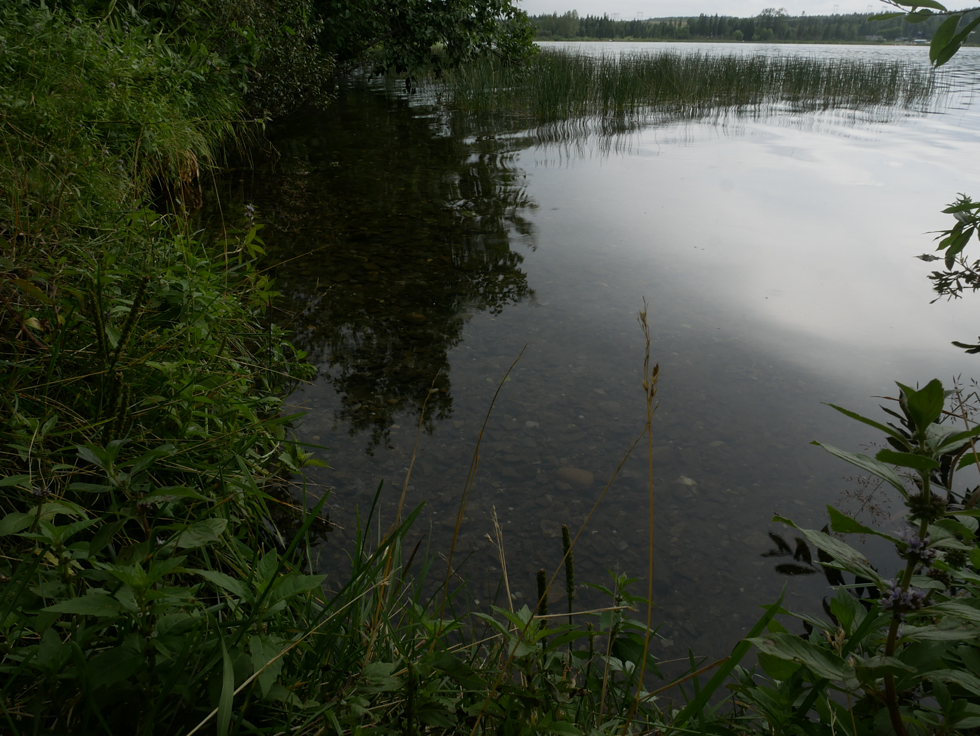 Reflections along Ten Mile Lake’s shoreline