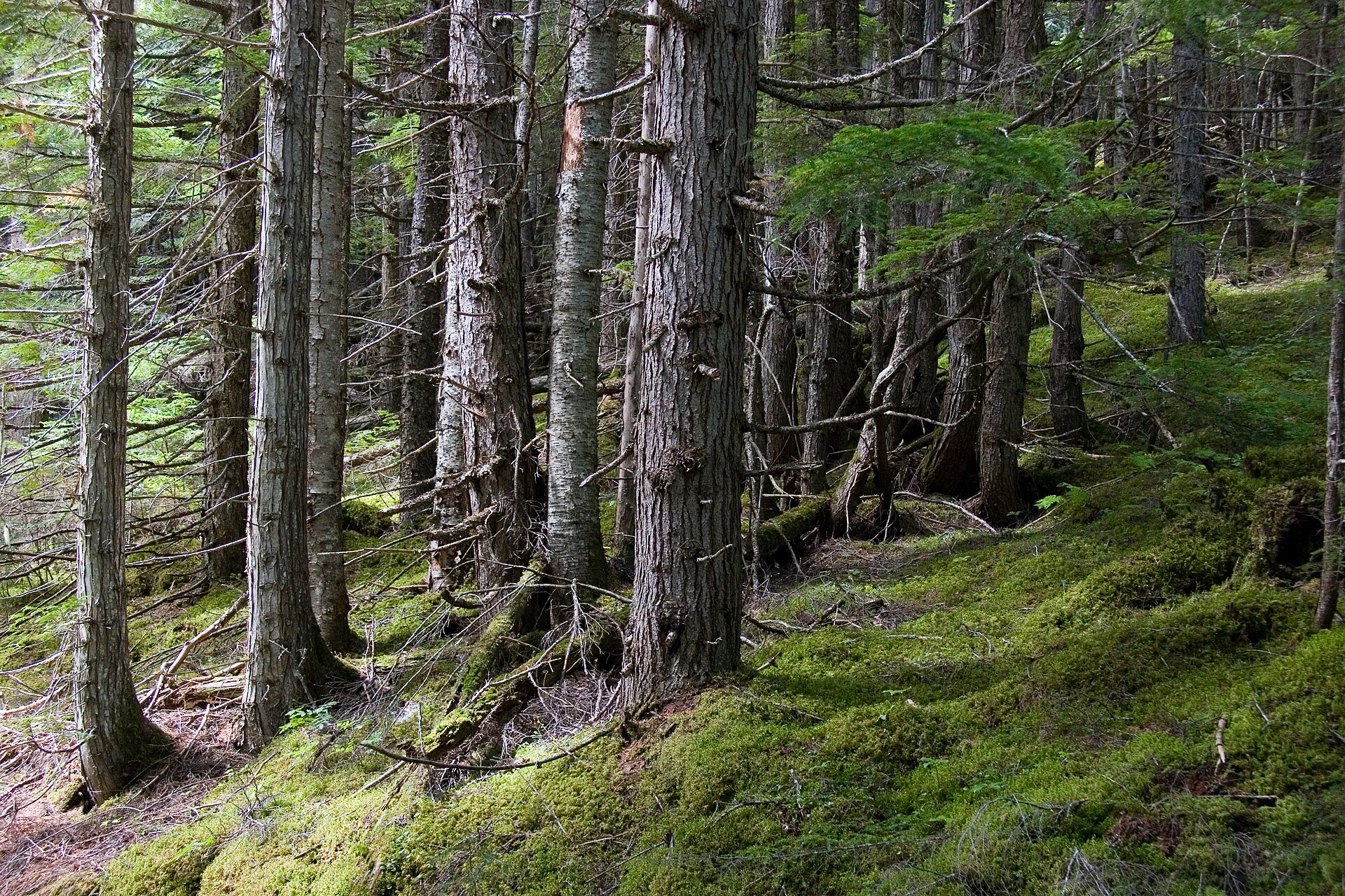 Cedars alongside the Kinney Lake trail