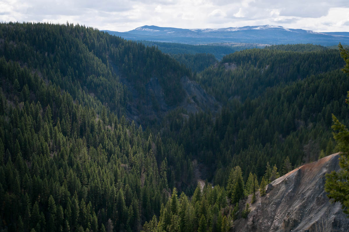Forested valley seen in Pinnacles Provincial Park