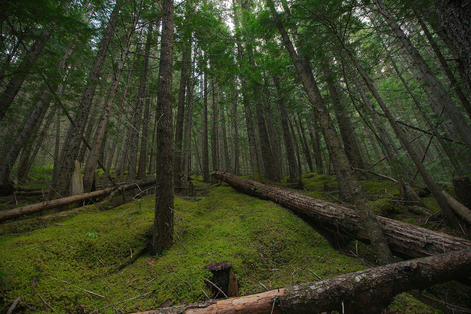 Forest along the Berg Lake Trail