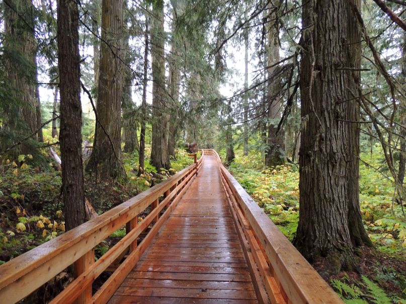 Rain-wet boardwalk beneath cedars in Ancient Forest / Chun T’oh Whudujut