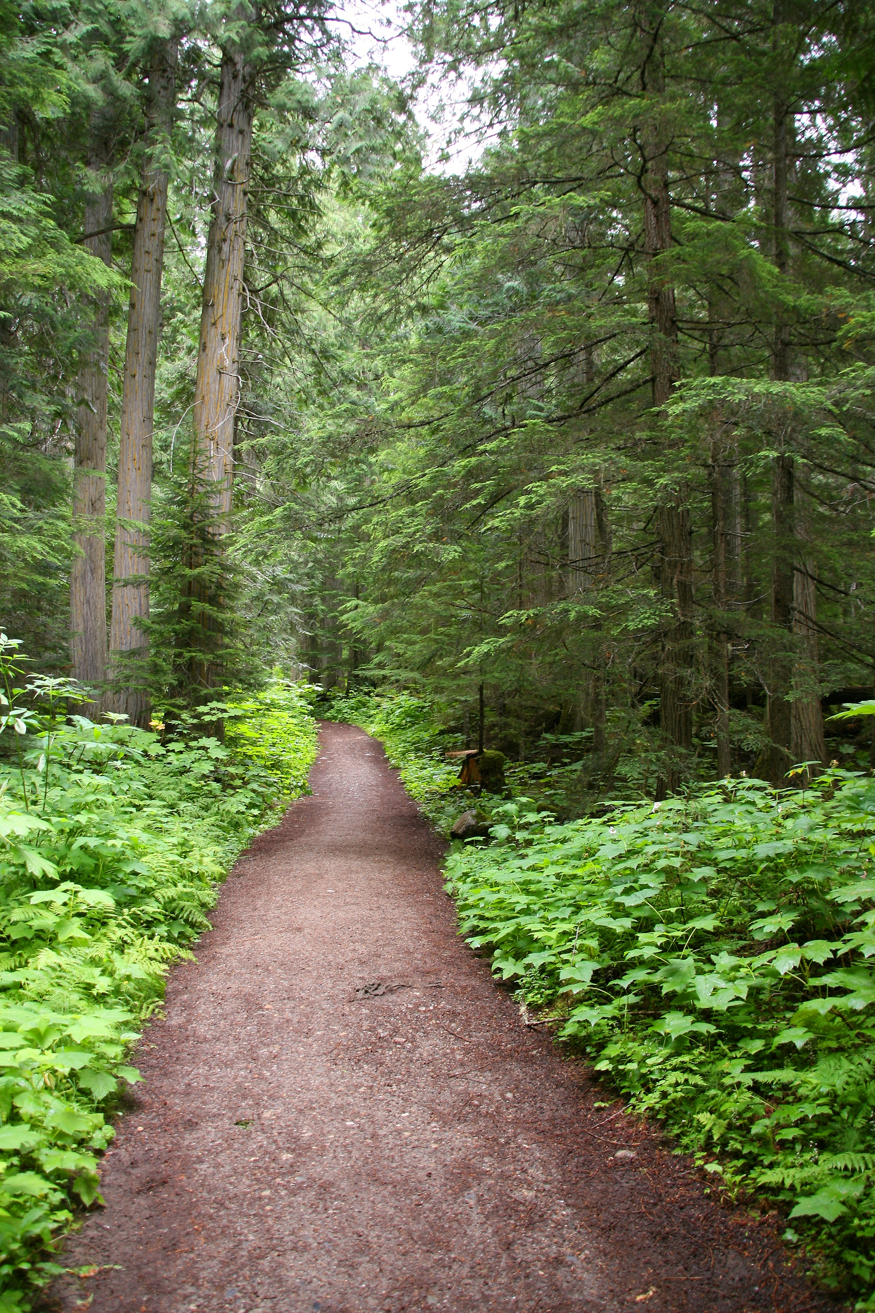 Trail toward Kinney Lake in Mount Robson Provincial Park