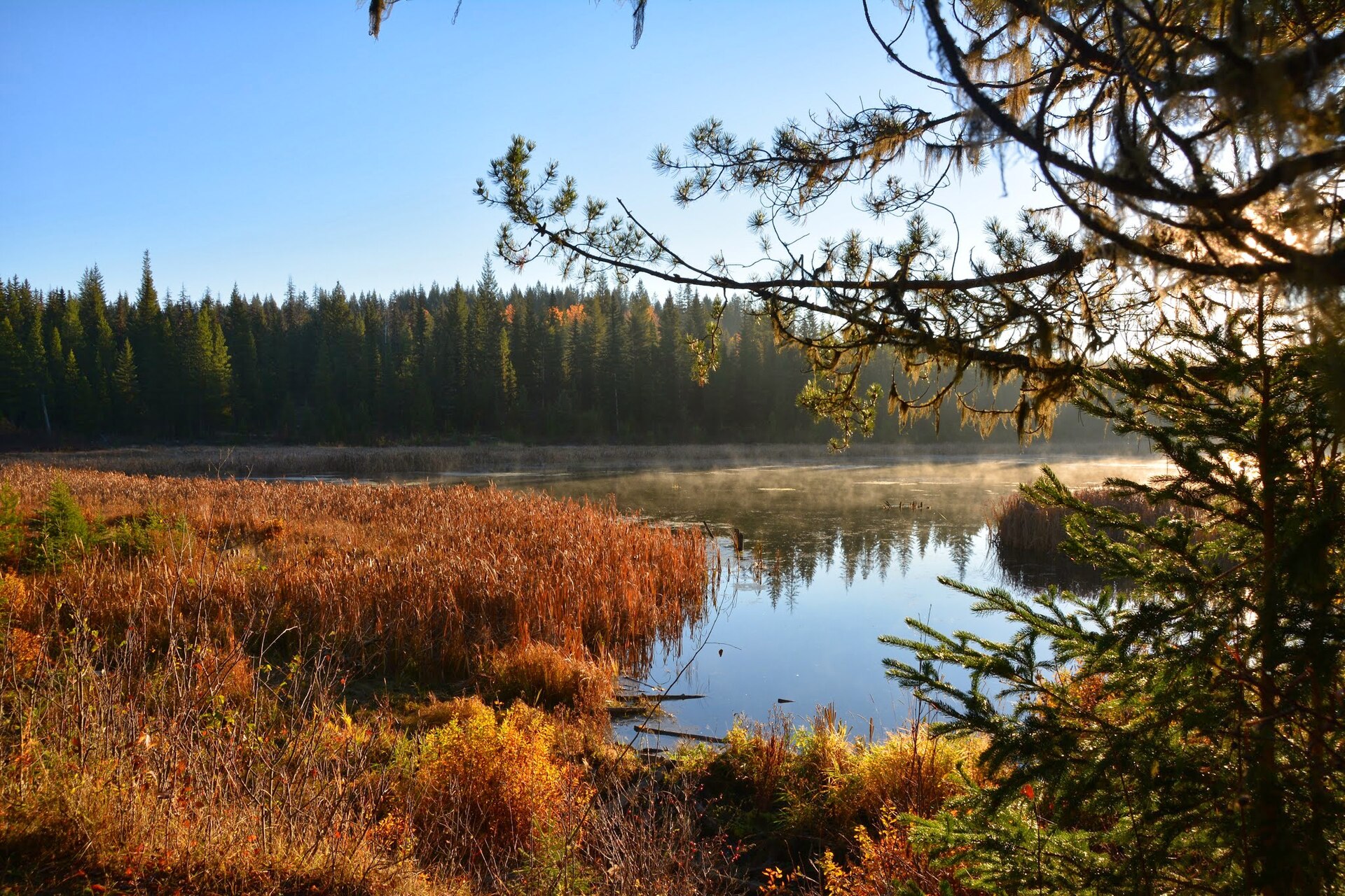 Beaver pond in Ten Mile Lake Provincial Park