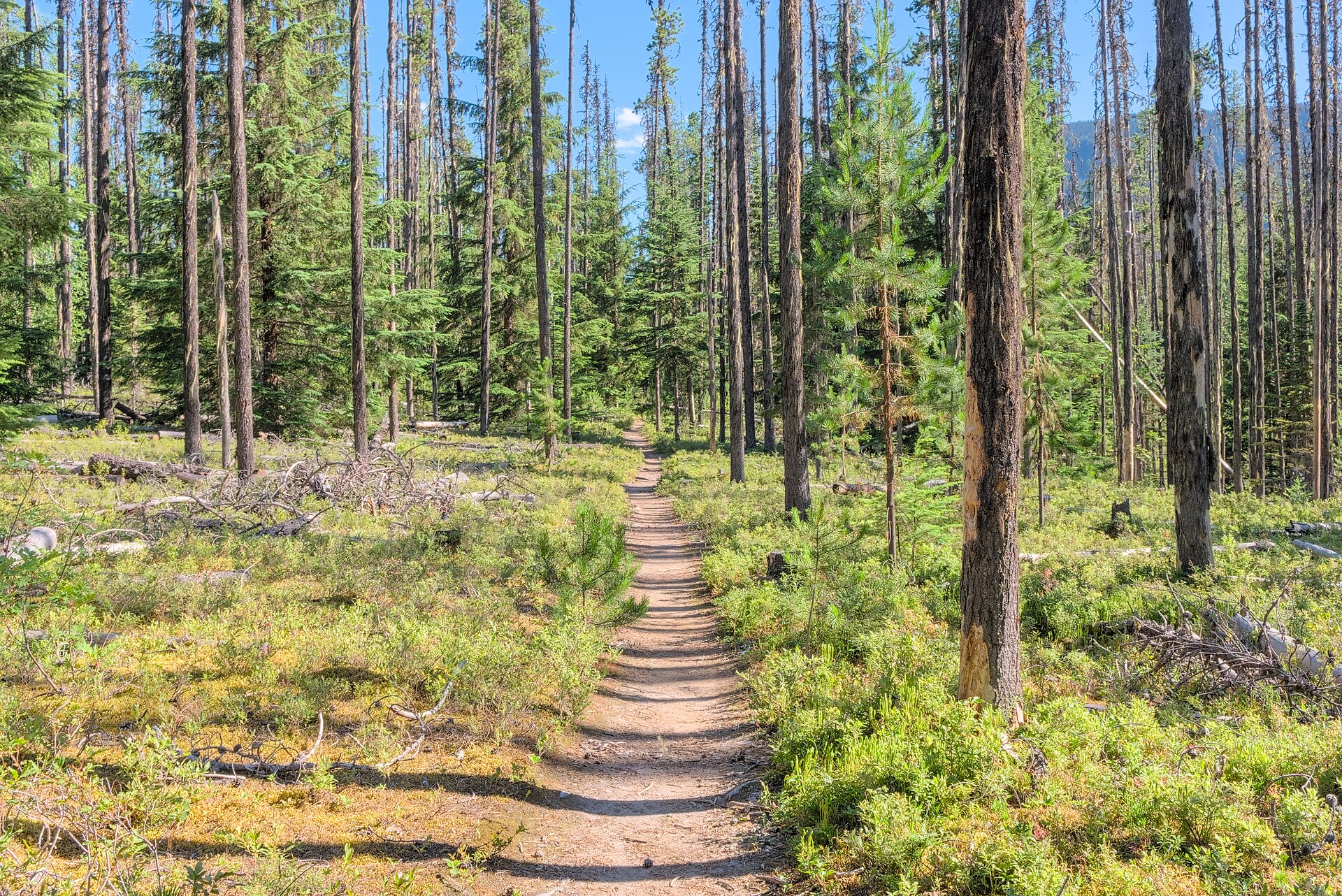 Walking path in Bowron Lake Provincial Park