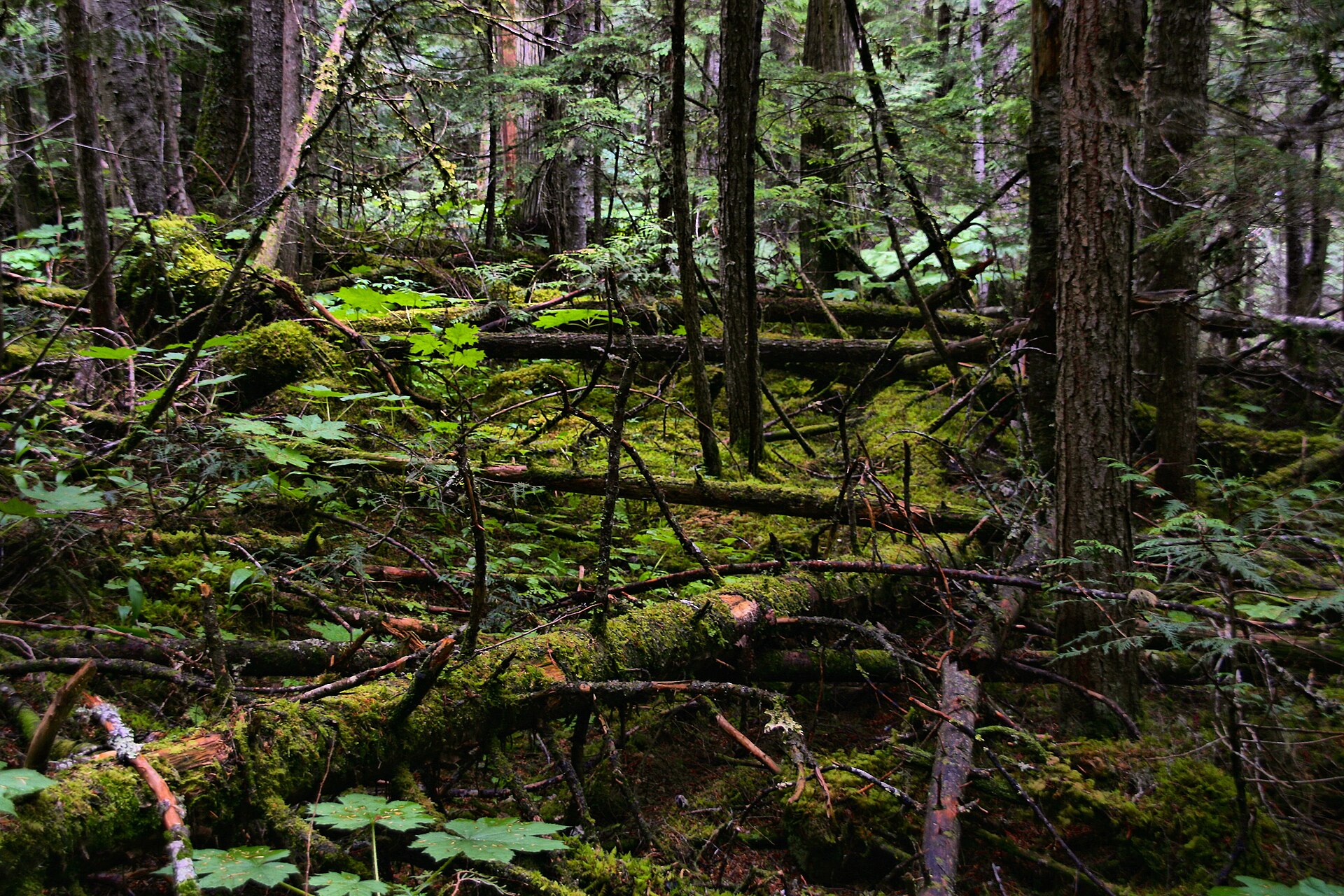 Old-growth forest beside the Kinney Lake trail