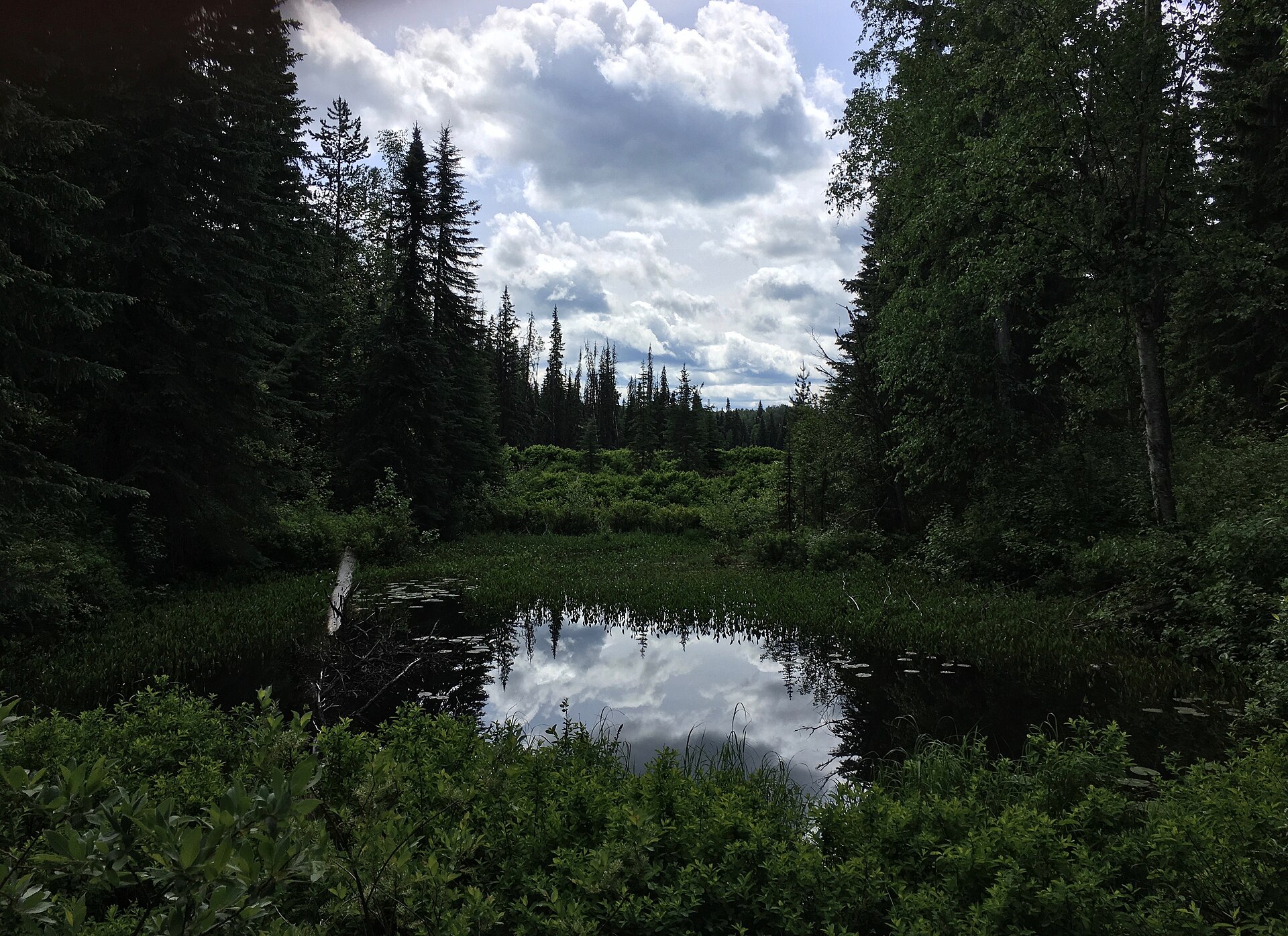 Pine Marsh and a beaver pond in Eskers Provincial Park