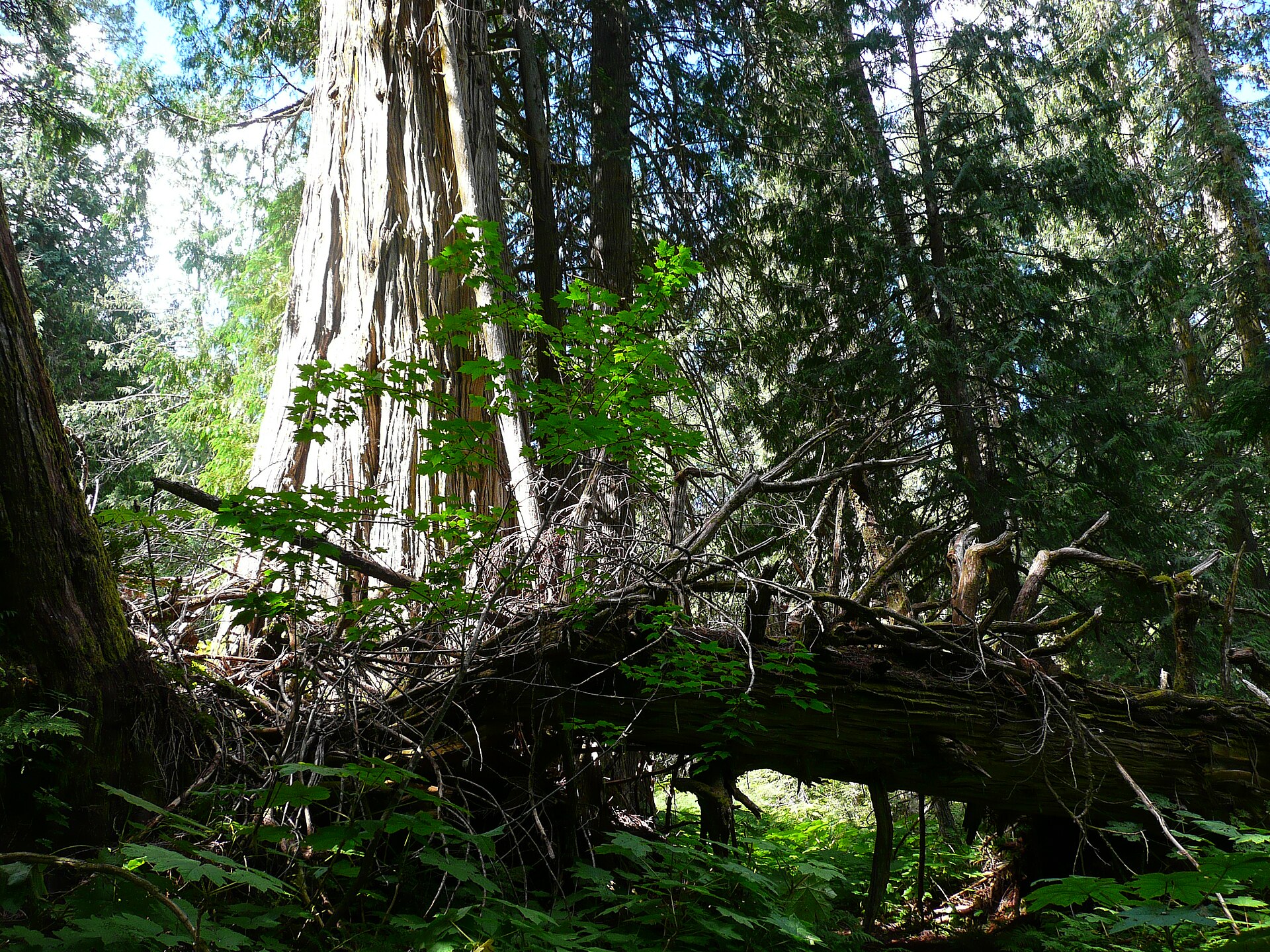Large cedar in the Ancient Forest area