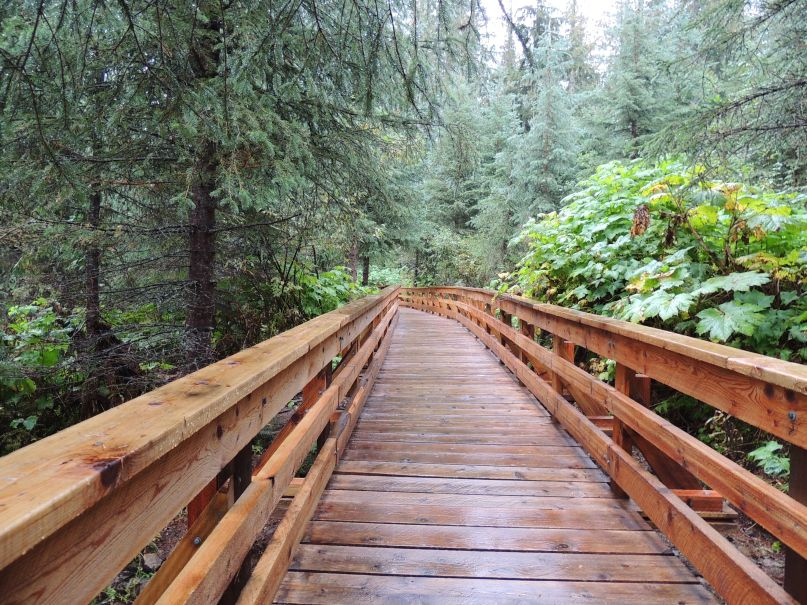 Wooden boardwalk descending through the Ancient Forest