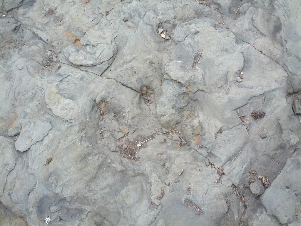 Dinosaur footprints preserved in exposed rock at Tumbler Ridge