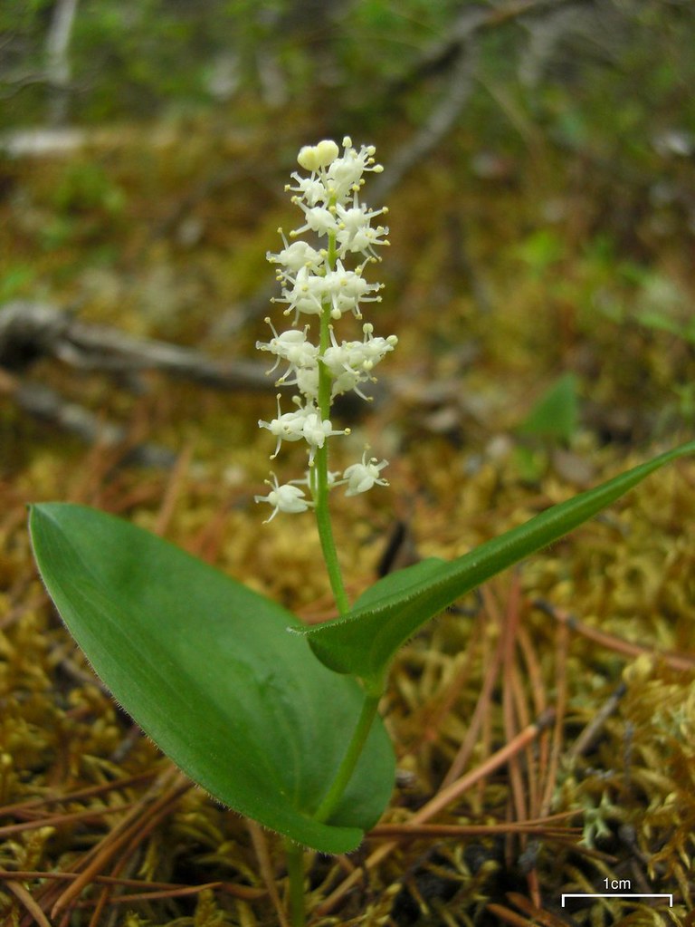 Canada mayflower blooming above broad green leaves at Jackman Flats