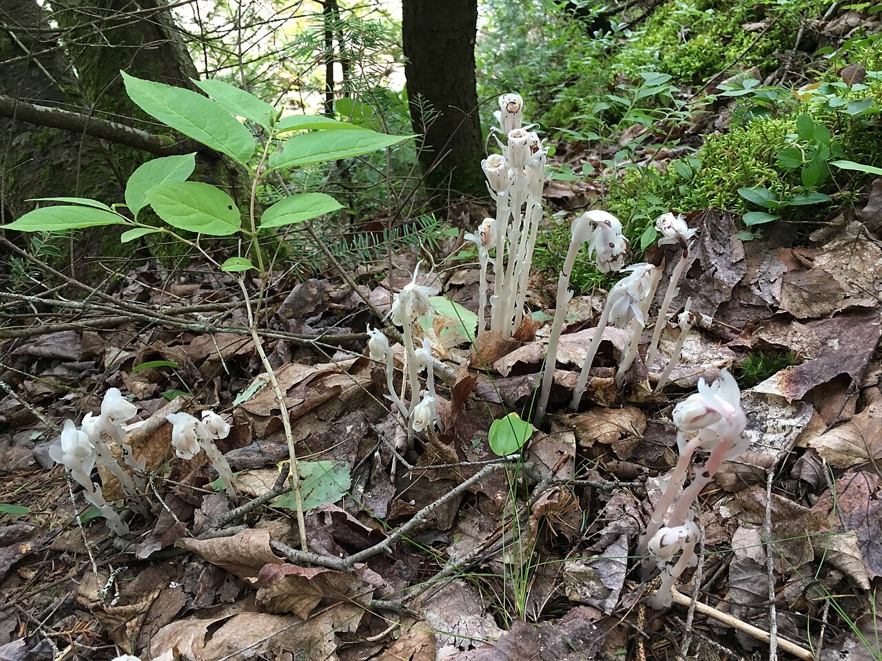 White ghost-pipe stems and nodding flowers rising through brown leaves