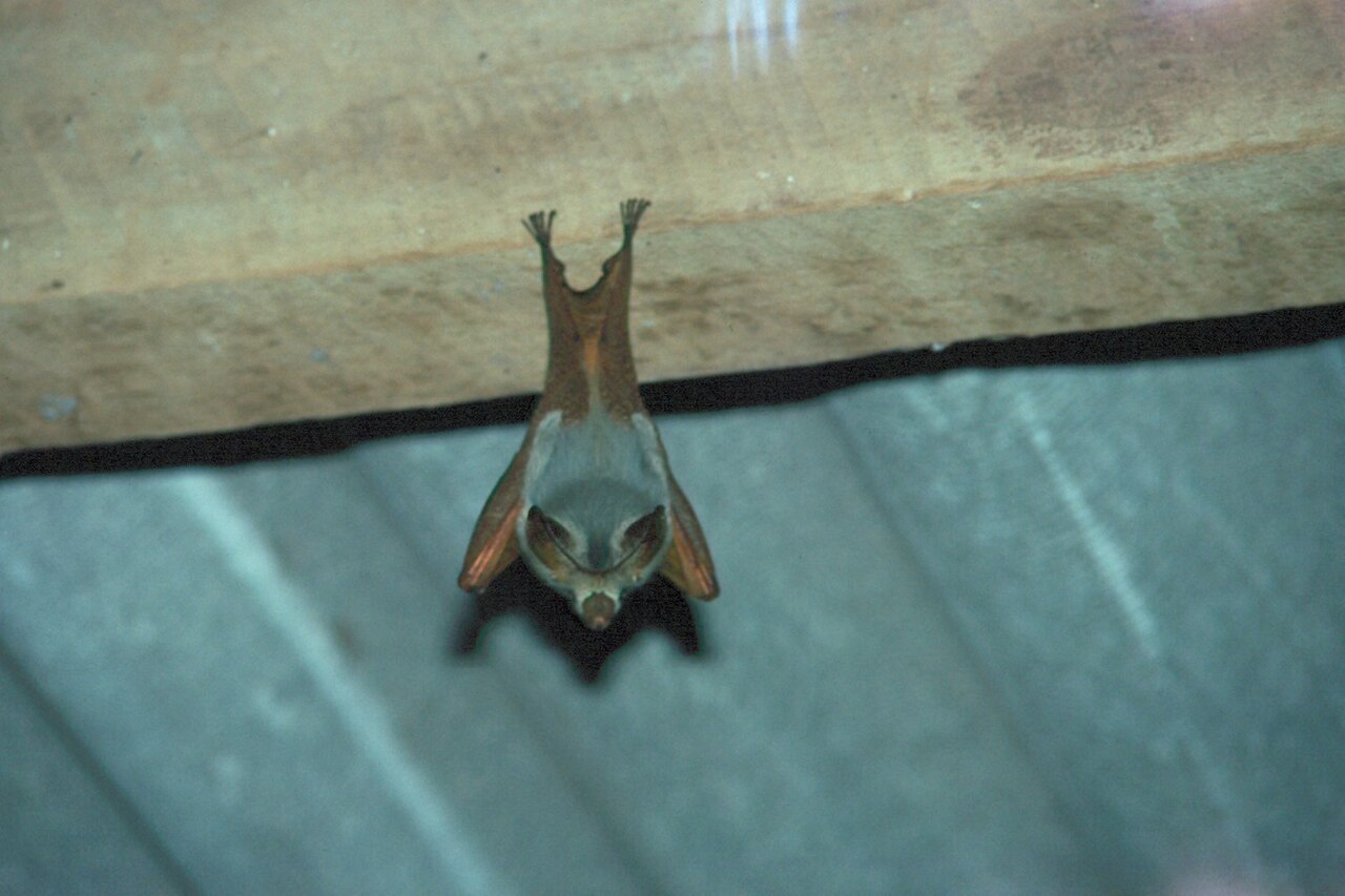 A small brown bat hanging upside down from a timber plank