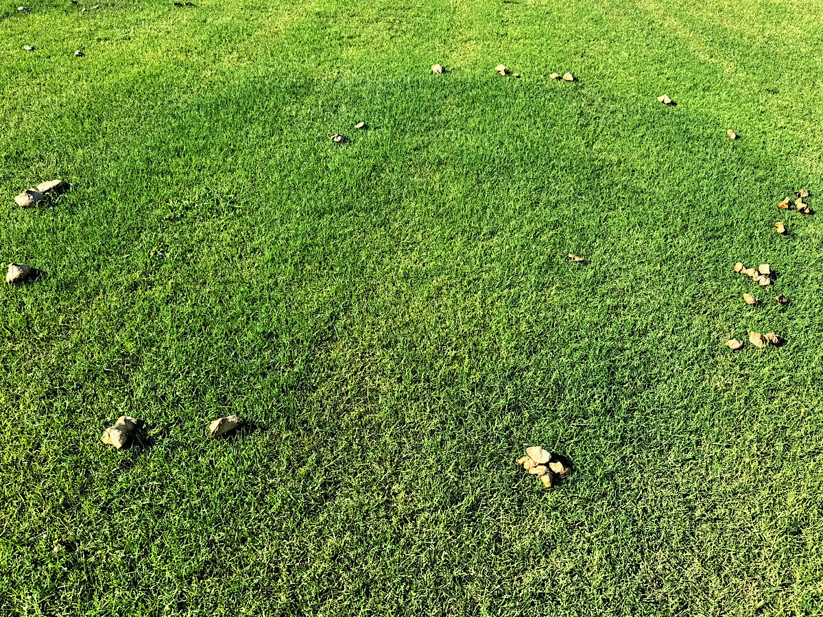 Small mushrooms tracing a broad circle through green grass