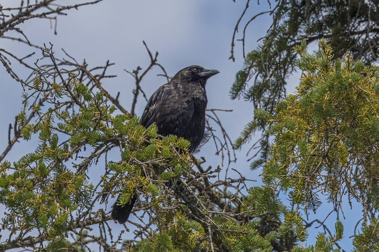 An American crow perched among green conifer branches