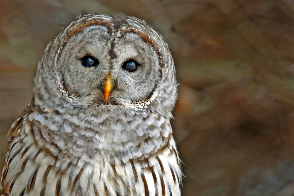 A barred owl with dark eyes and brown-and-white facial feathers