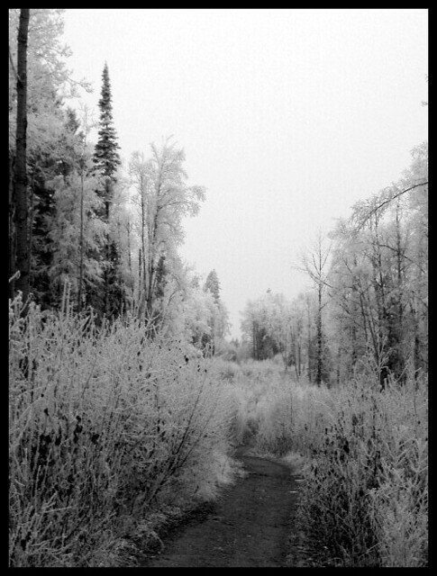 Frost-covered shrubs and trees beside a woodland path at UNBC