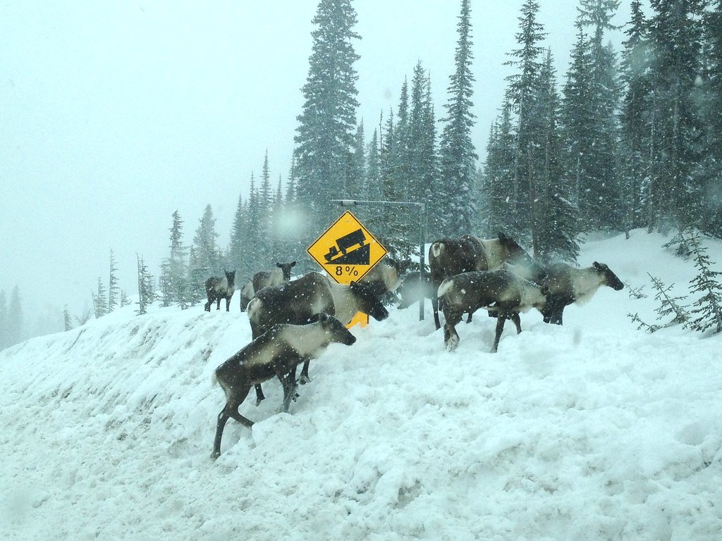 Mountain caribou climbing a deep roadside snowbank beside conifers