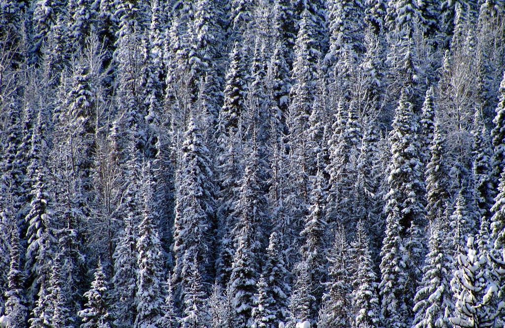 Dense conifers with snow on their branches in the Quesnel Highlands