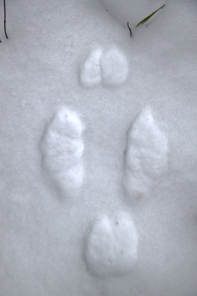 Impressions of a snowshoe hare’s feet in pale snow