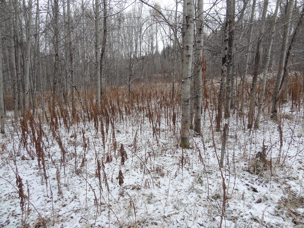 A thin layer of snow beneath bare deciduous trees in Prince George