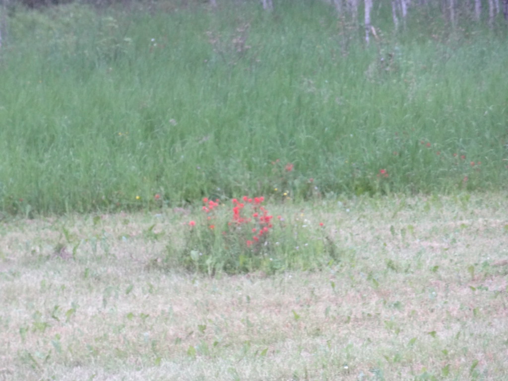 A small unmown patch within Moore’s Meadow