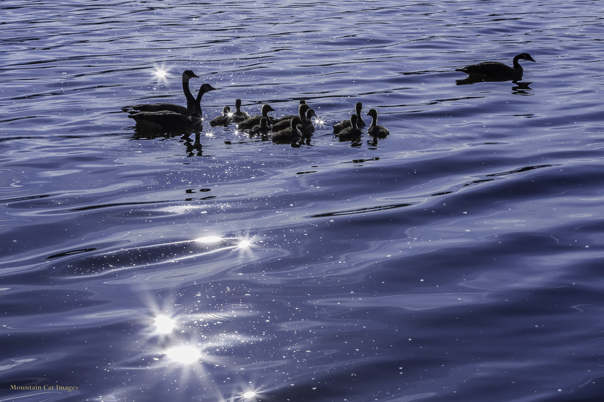 Canada geese on Ten Mile Lake