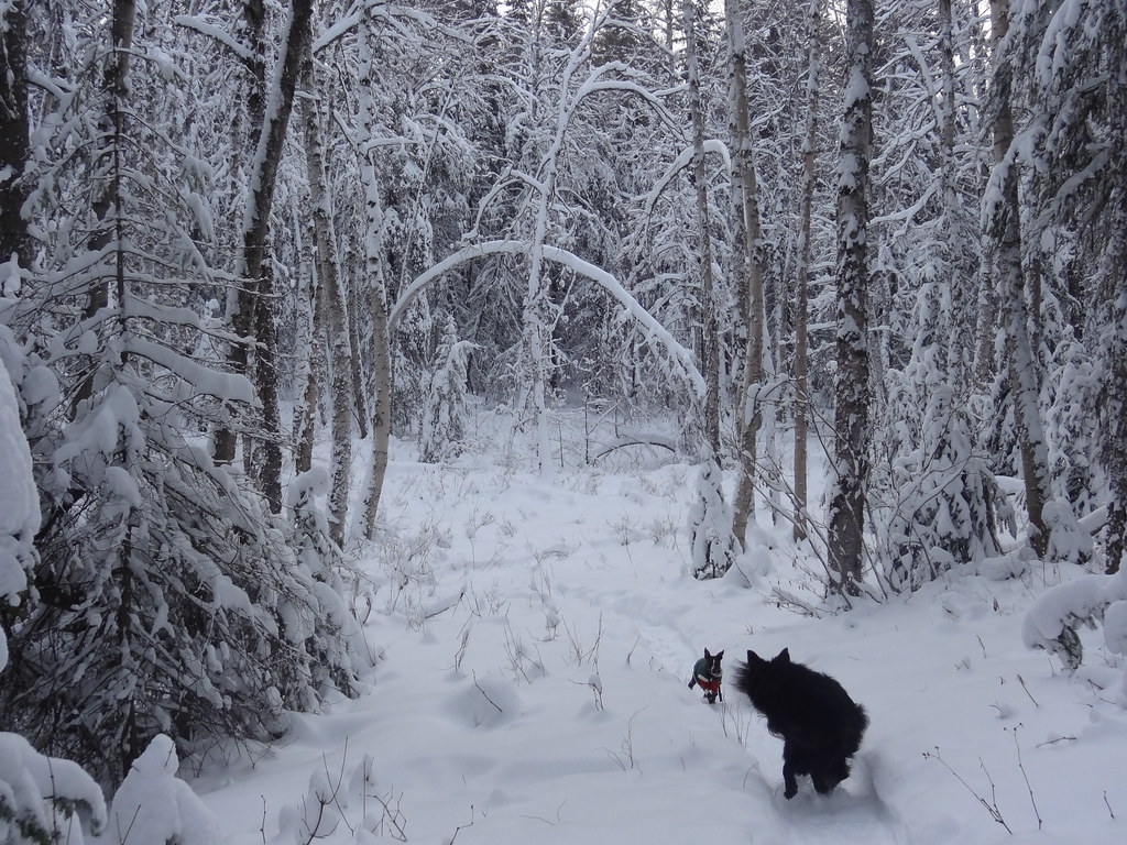 Snowshoe tracks beneath snow-covered trees on the Cranbrook Hill Greenway