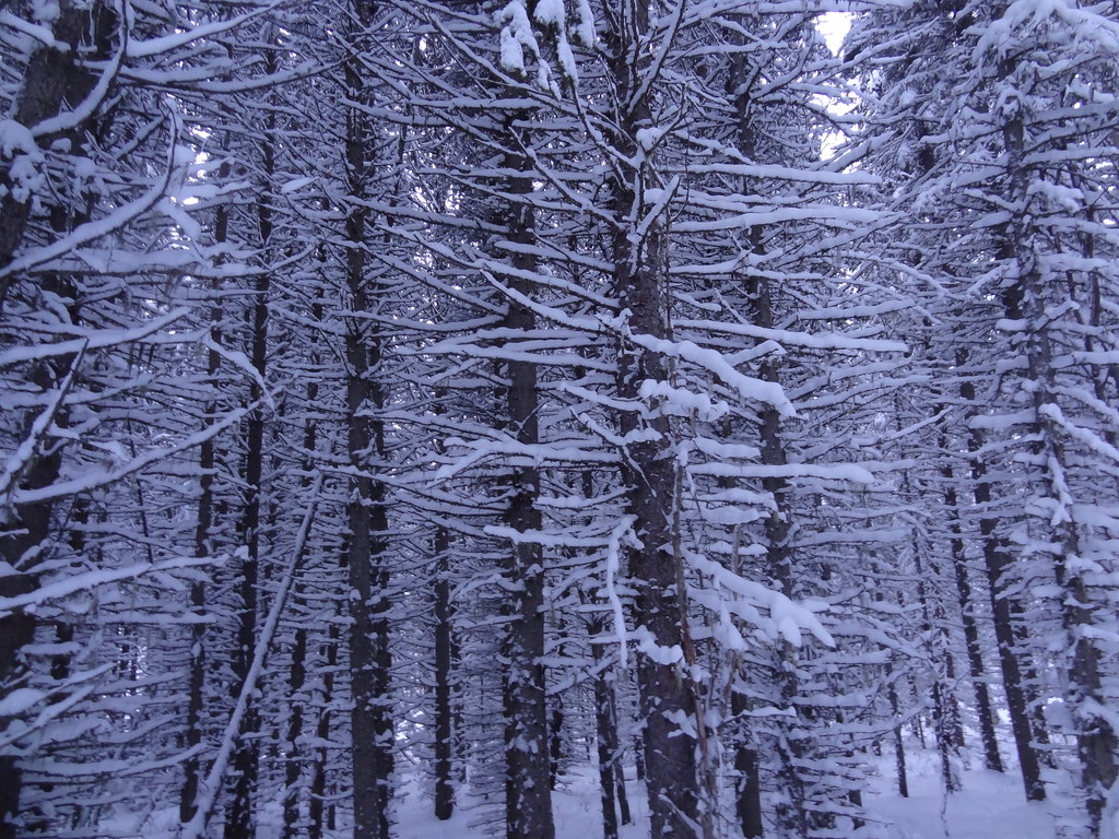 Winter forest on the Cranbrook Hill Greenway