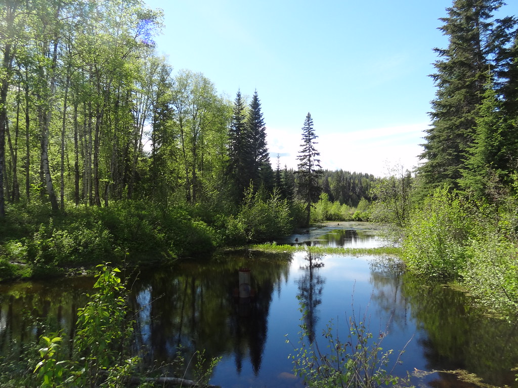 A forest pond beside the path in Forests for the World