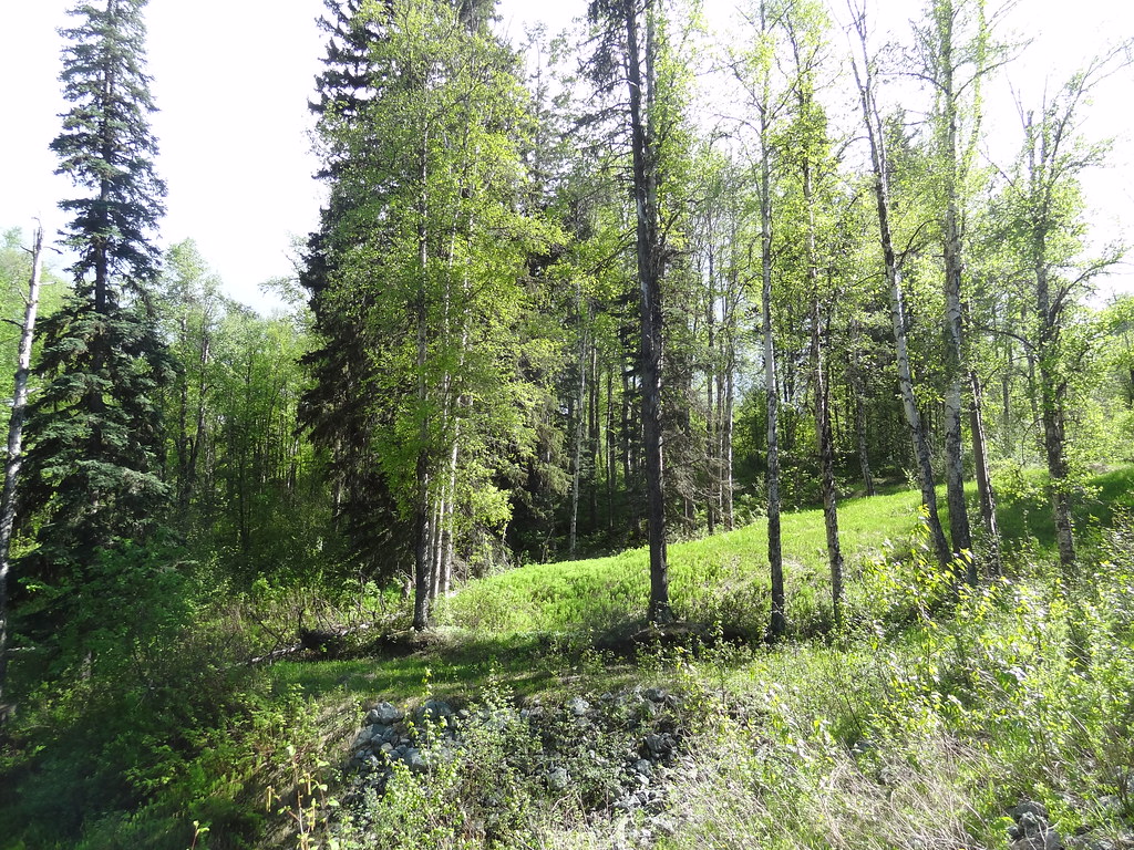 A wooded path in Forests for the World