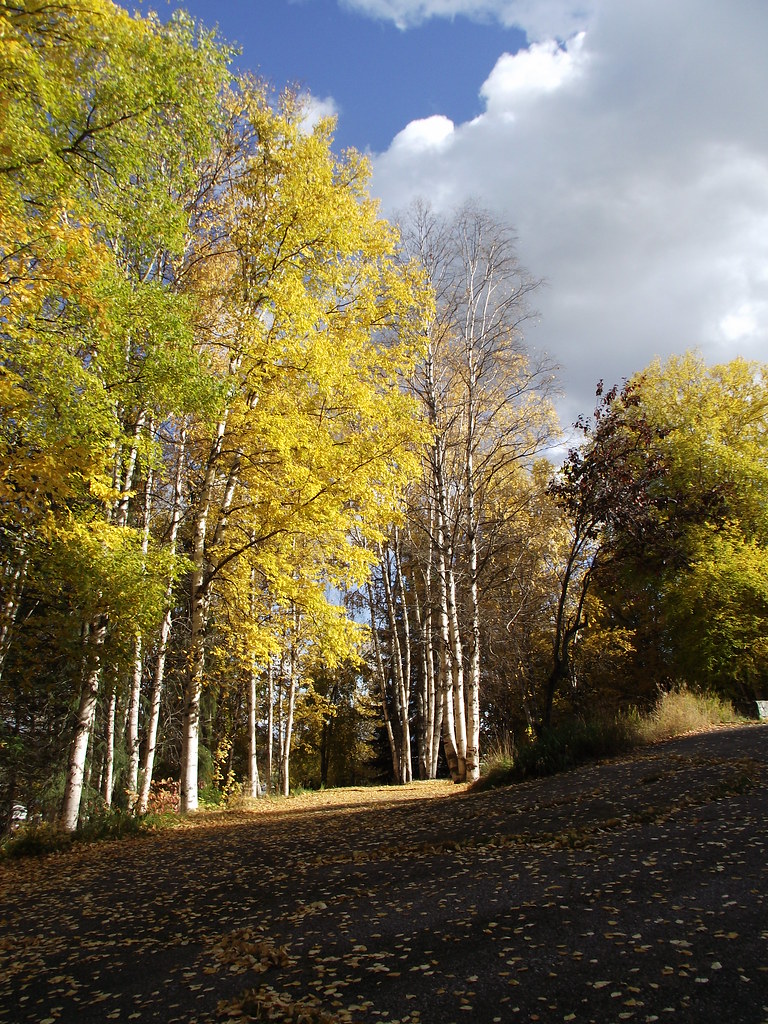 Autumn trees along the edge of Ginter’s Meadow