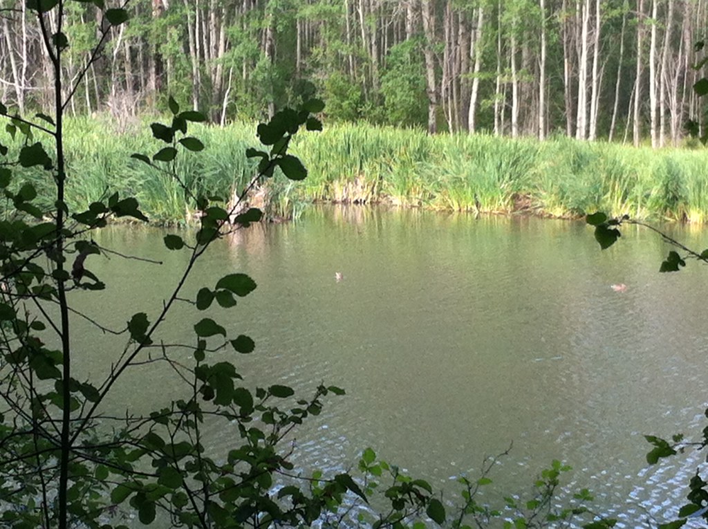 Water and wooded banks at Hudson’s Bay Slough