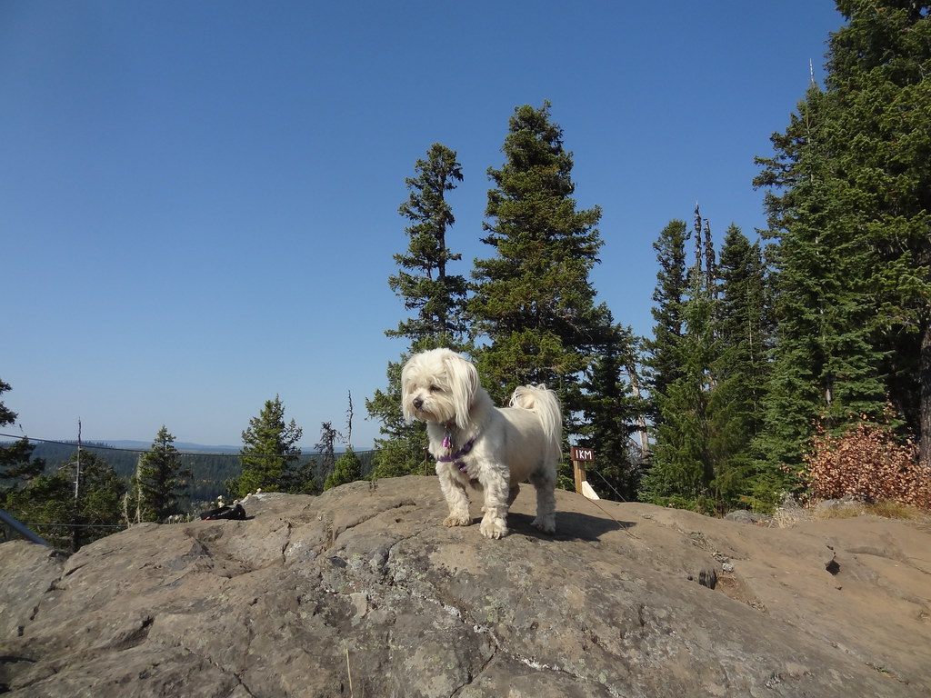 A rocky viewpoint on Teapot Mountain, 23 September 2012, with the photographer’s dog in the foreground