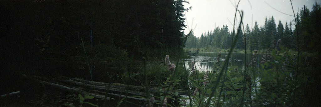 Pond and forest at Goodsir Nature Park