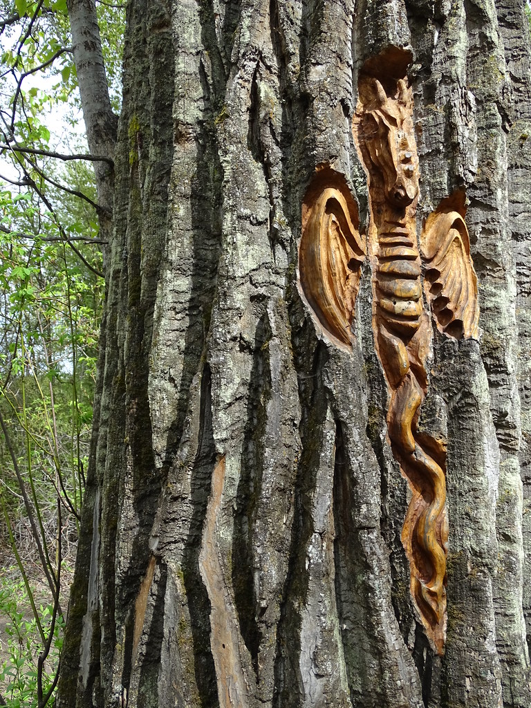 A dragon carving in a cottonwood tree at Cottonwood Island Park, Prince George