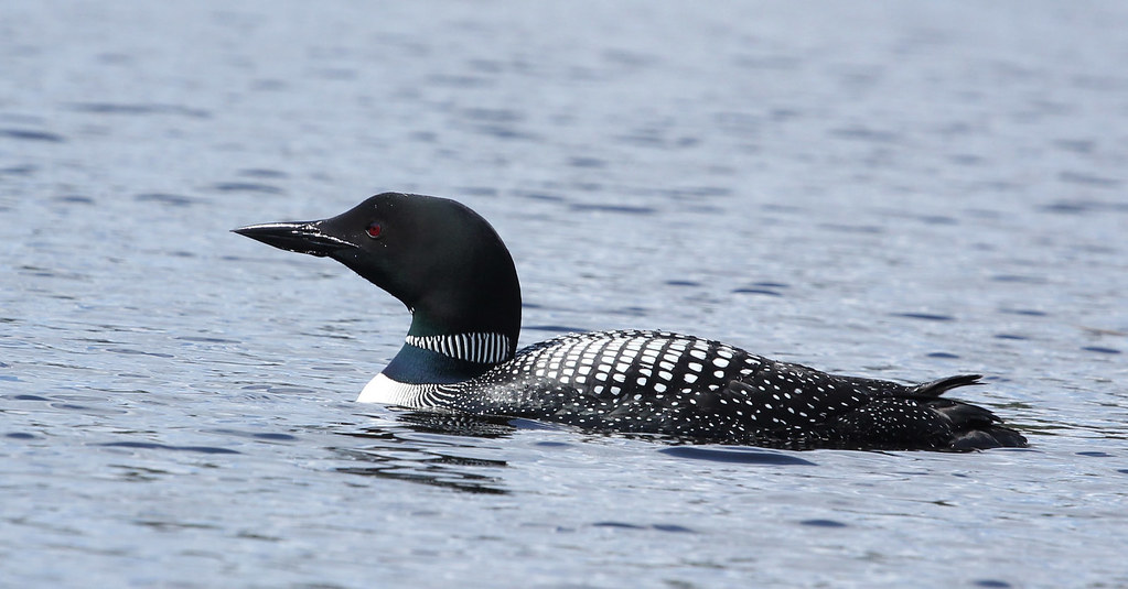 A common loon