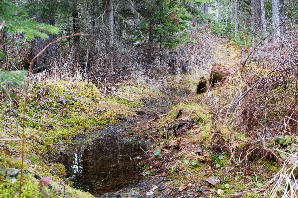 A wet woodland path at Purden Lake Provincial Park