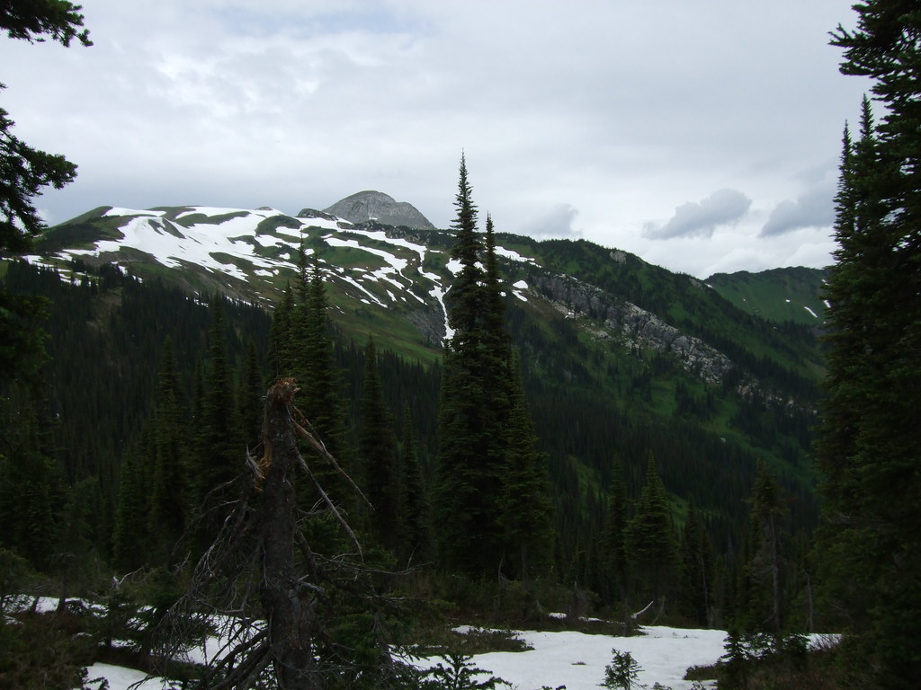 Forest edge and snow-patched alpine terrain during a Torpy Mountain outing
