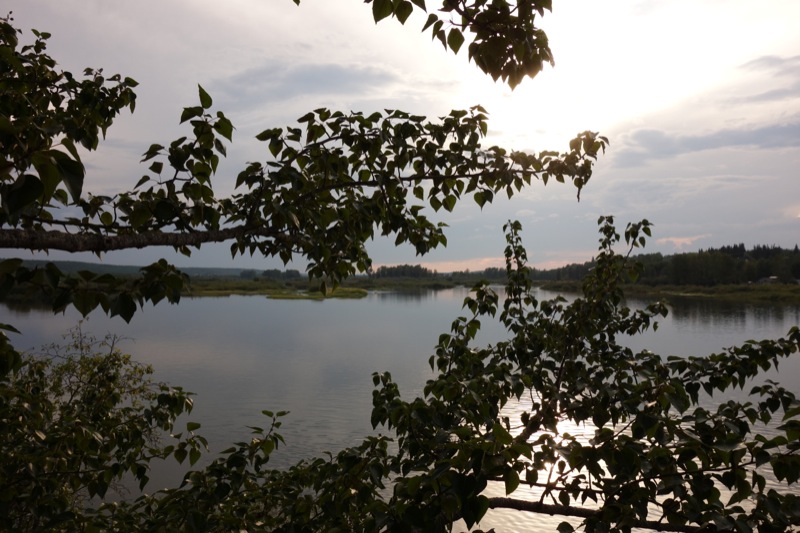 Riverbank foliage at the Nechako River Bird Sanctuary in Vanderhoof